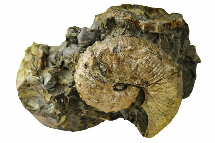 Hoploscaphites Ammonite in Situ - Pierre Shale, Montana #189639